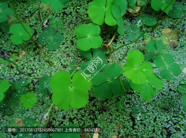 四葉草