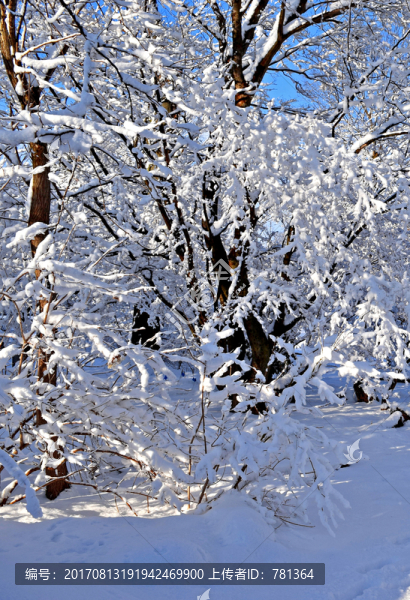 陽(yáng)光雪景,松樹(shù)林雪景森林積雪