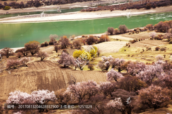 林芝,桃花