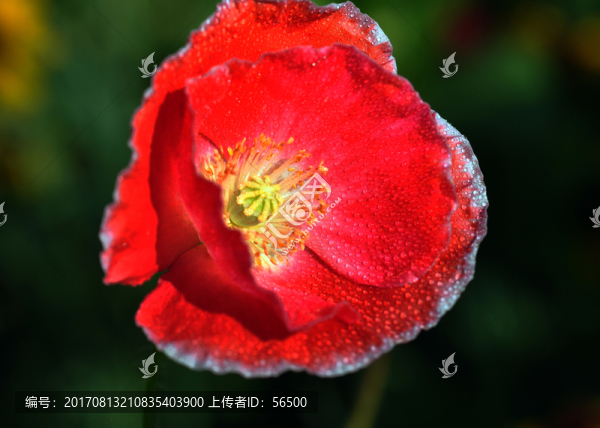 虞美人