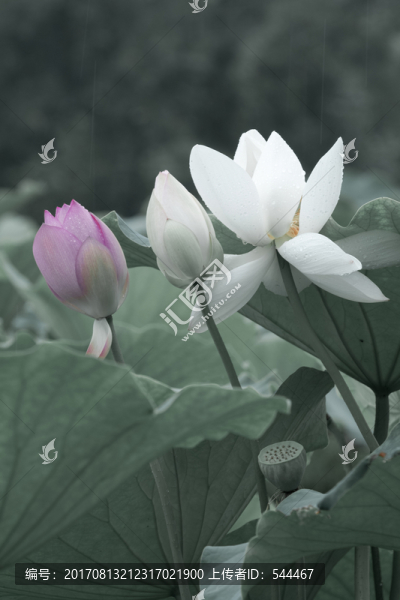 荷花