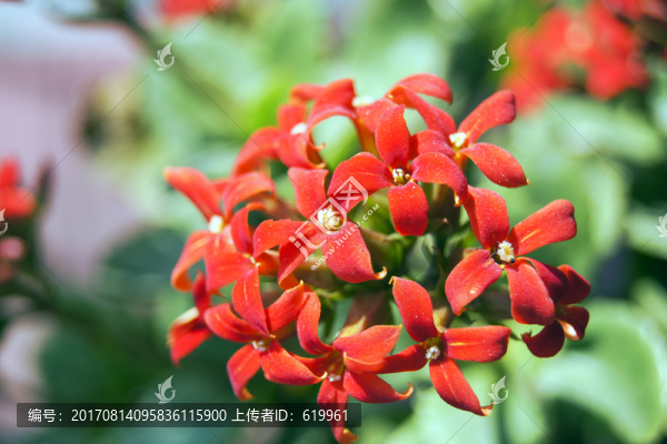 長壽花