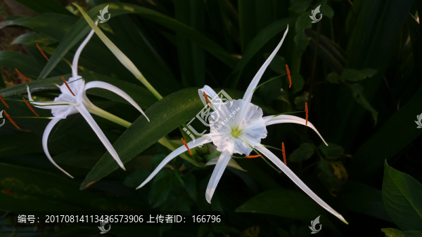 蜘蛛蘭