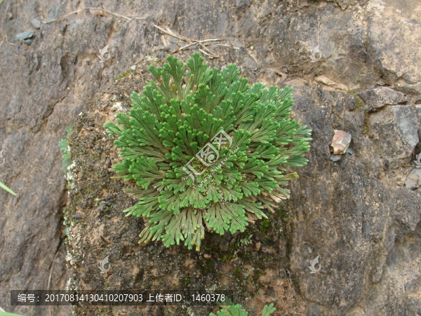 石頭開(kāi)花