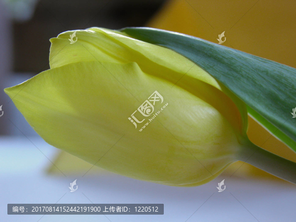 花卉