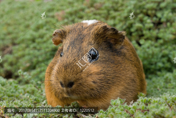 meerschwein
