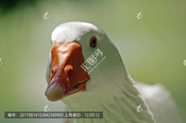 藍