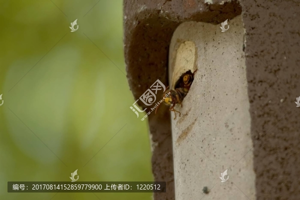大黃蜂在鳥盒子上