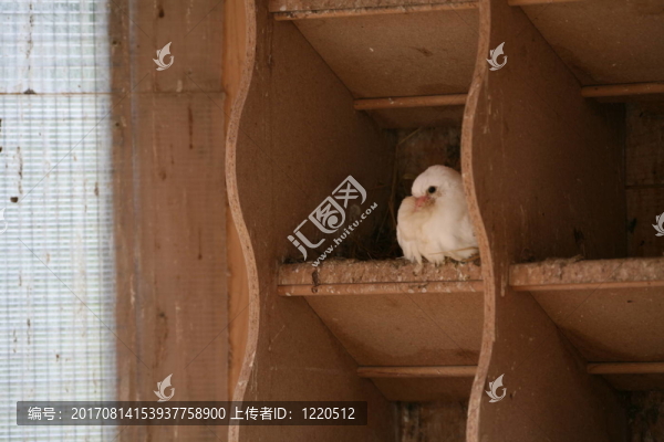 鴿棚