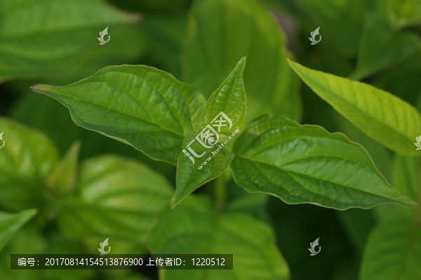 植物