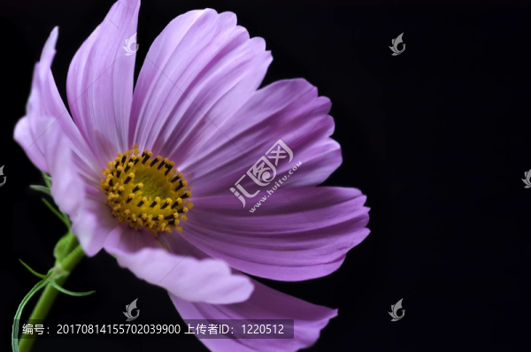 葉
