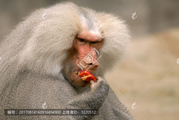 素食主義者