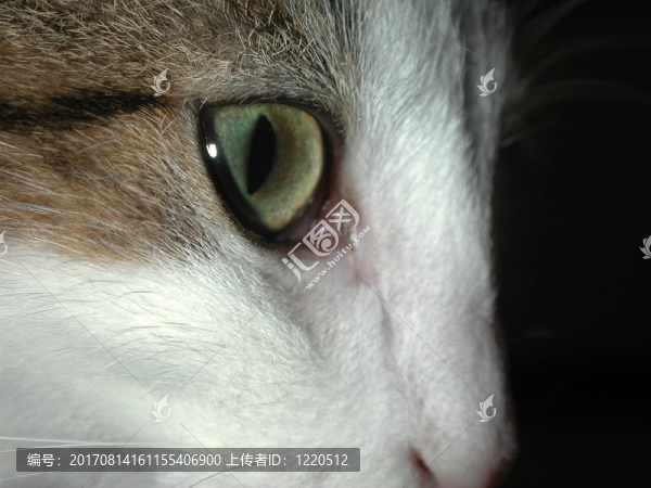 貓眼
