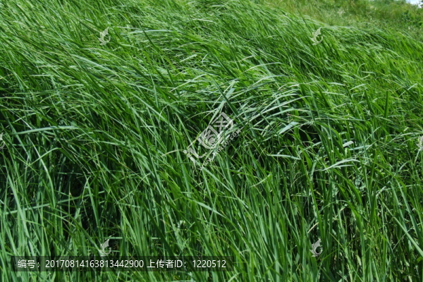 雜草