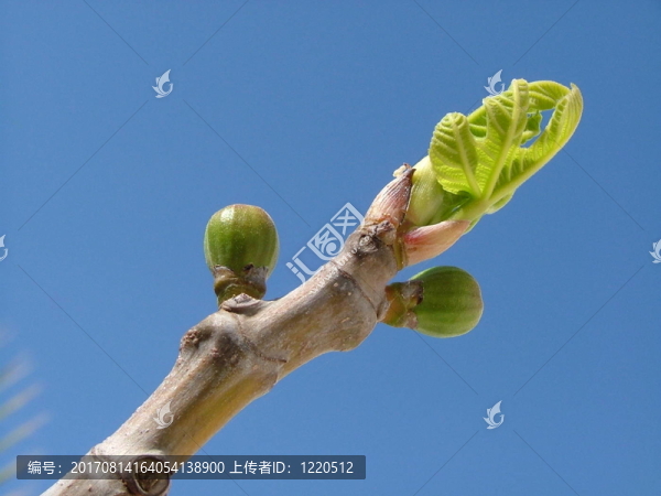 Feigenbaum（3）