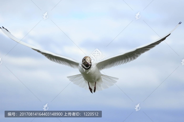 海鷗2
