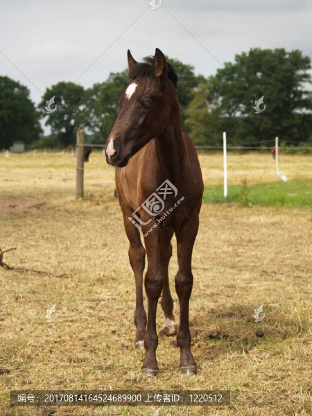 小馬駒