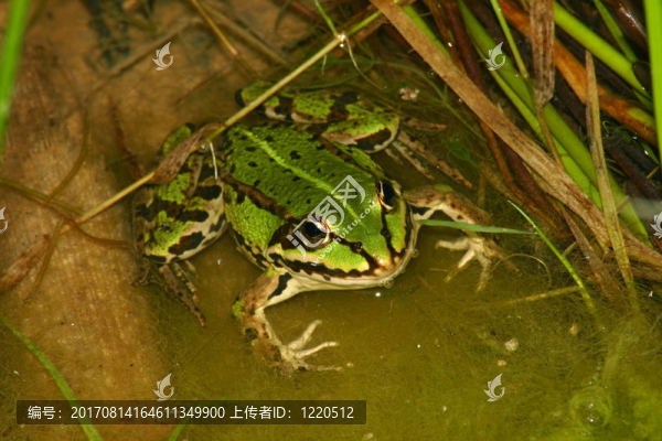 青蛙（8）（2）