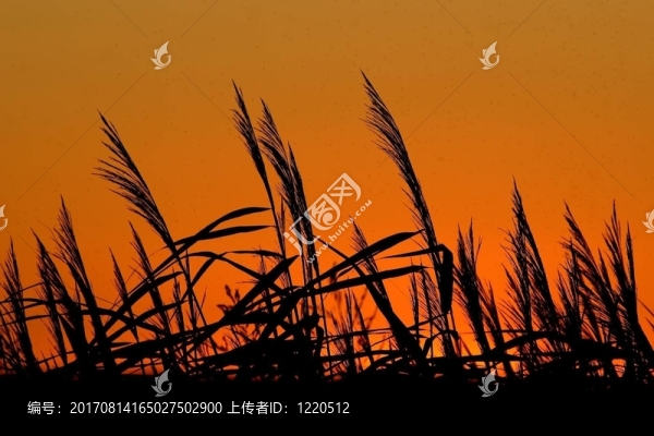 太陽、蘆葦和蚊子
