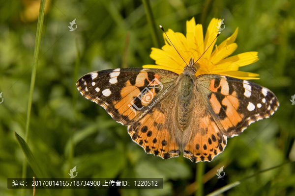 distelfalter,1