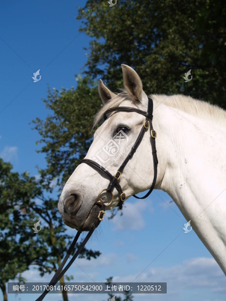 lusitano,NEGóCIO