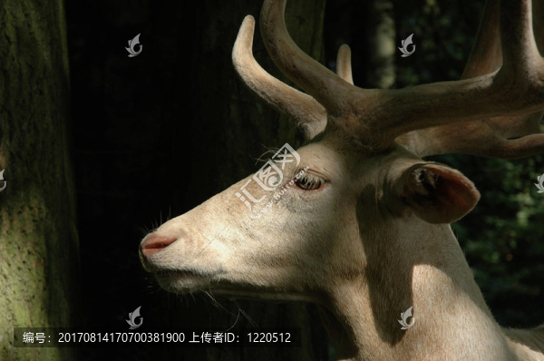 肖像