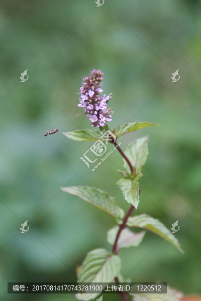 盛開(kāi)的薄荷