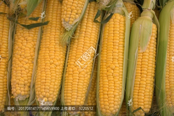 玉米