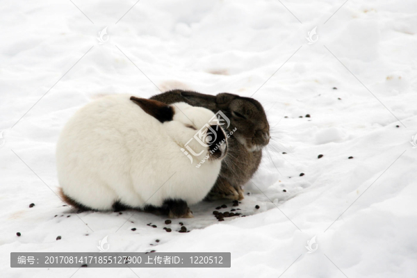schneehasen