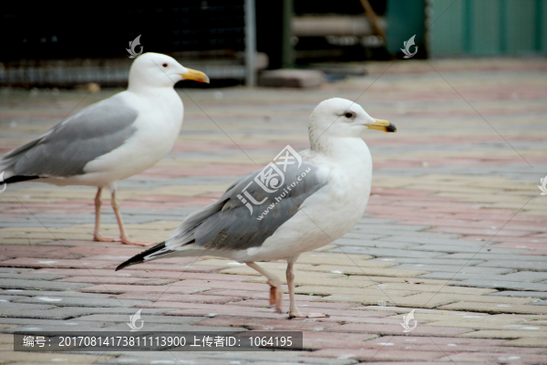 南沙水鳥世界