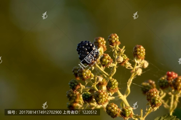 荊棘我