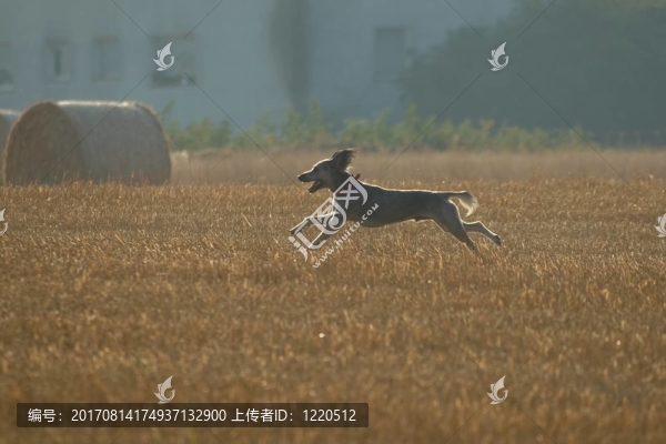 狗在背光