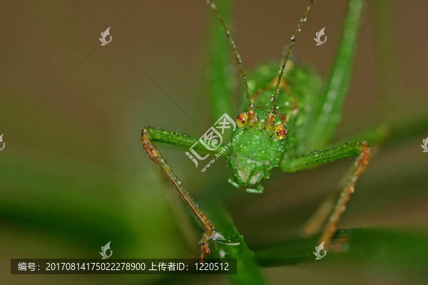 螽斯