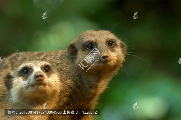 好奇