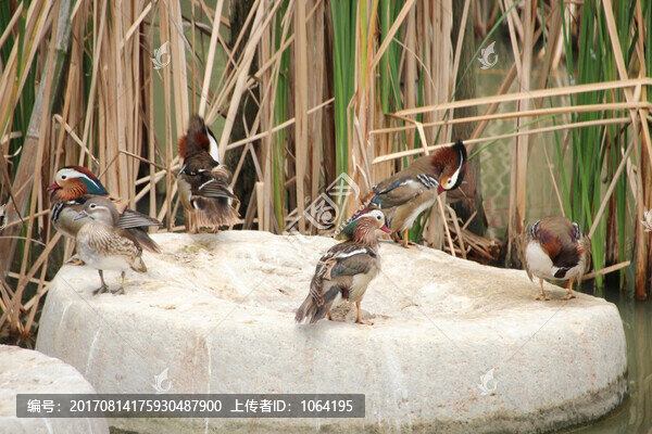 水鳥棲息地