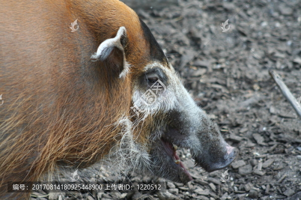 pinselohrschwein肖像