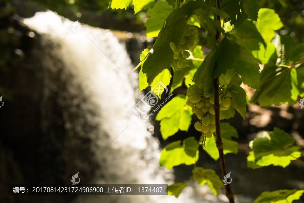葡萄溝葡萄