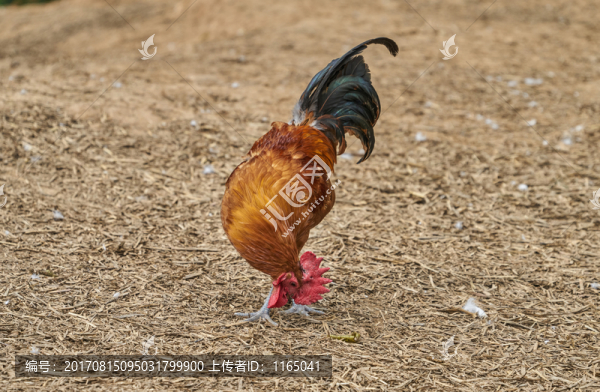打野小公雞,高清大圖
