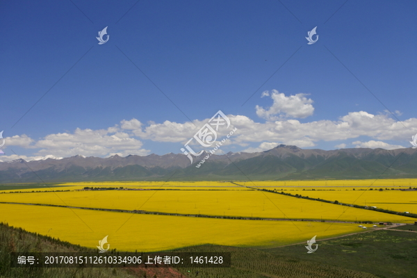 青海門(mén)源油菜花