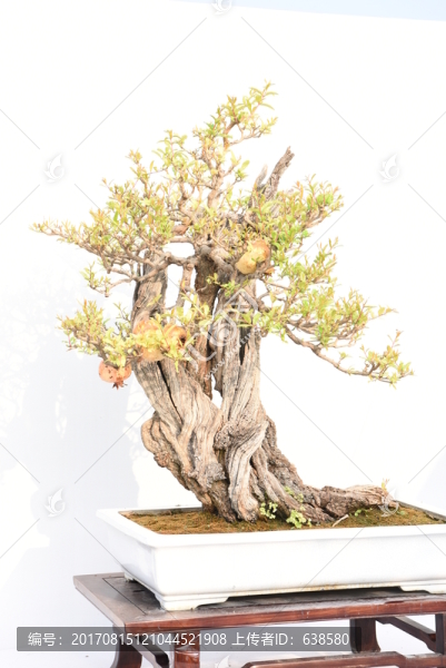 盆景盆栽