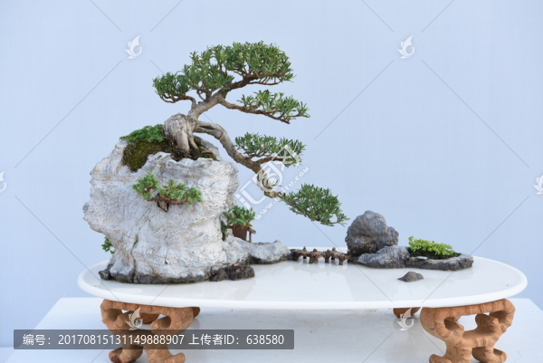 盆景盆栽