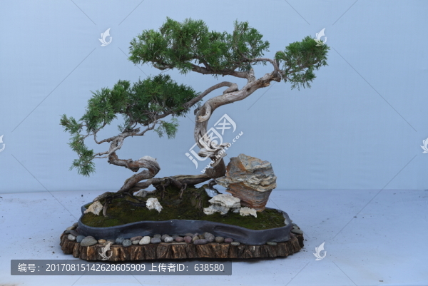盆景盆栽