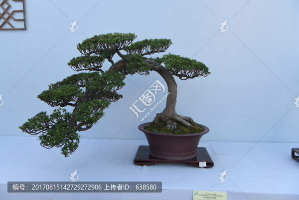盆景盆栽