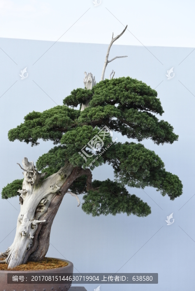 盆景盆栽