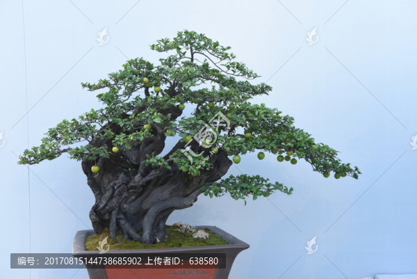 盆景盆栽