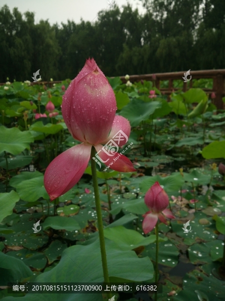 荷花