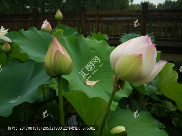 荷花