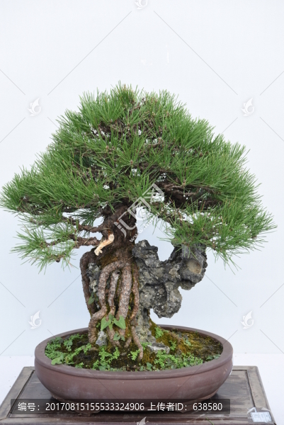 盆景盆栽
