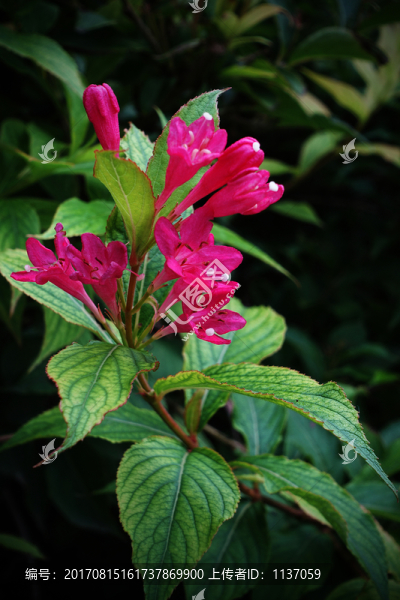 錦帶花
