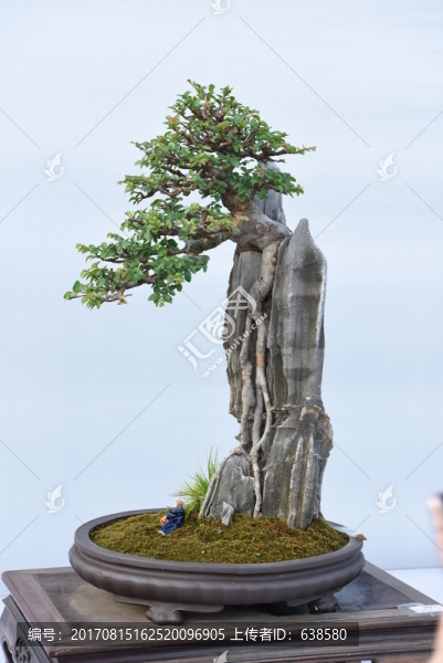 盆景盆栽